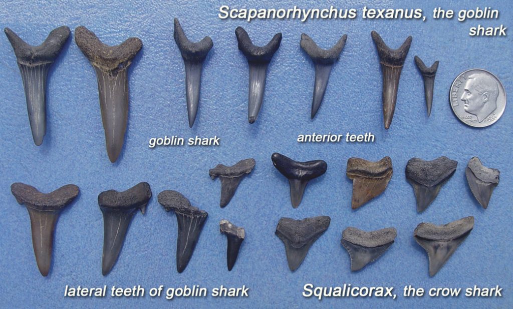 Fossil Teeth of Scapanorhynchus texanus, the goblin shark