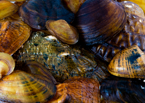 The Freshwater Mussel Exhibit is located on the third floor of the Alabama Museum of Natural History.