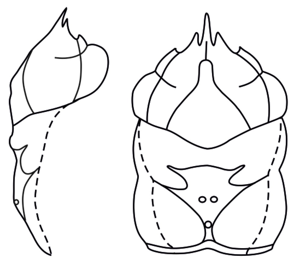 line drawing of a crab