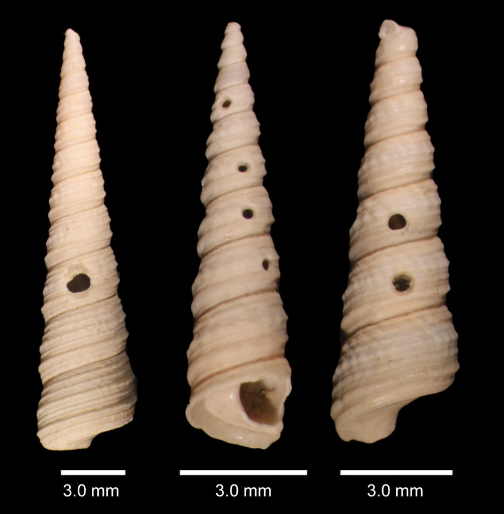 three images of snail shells