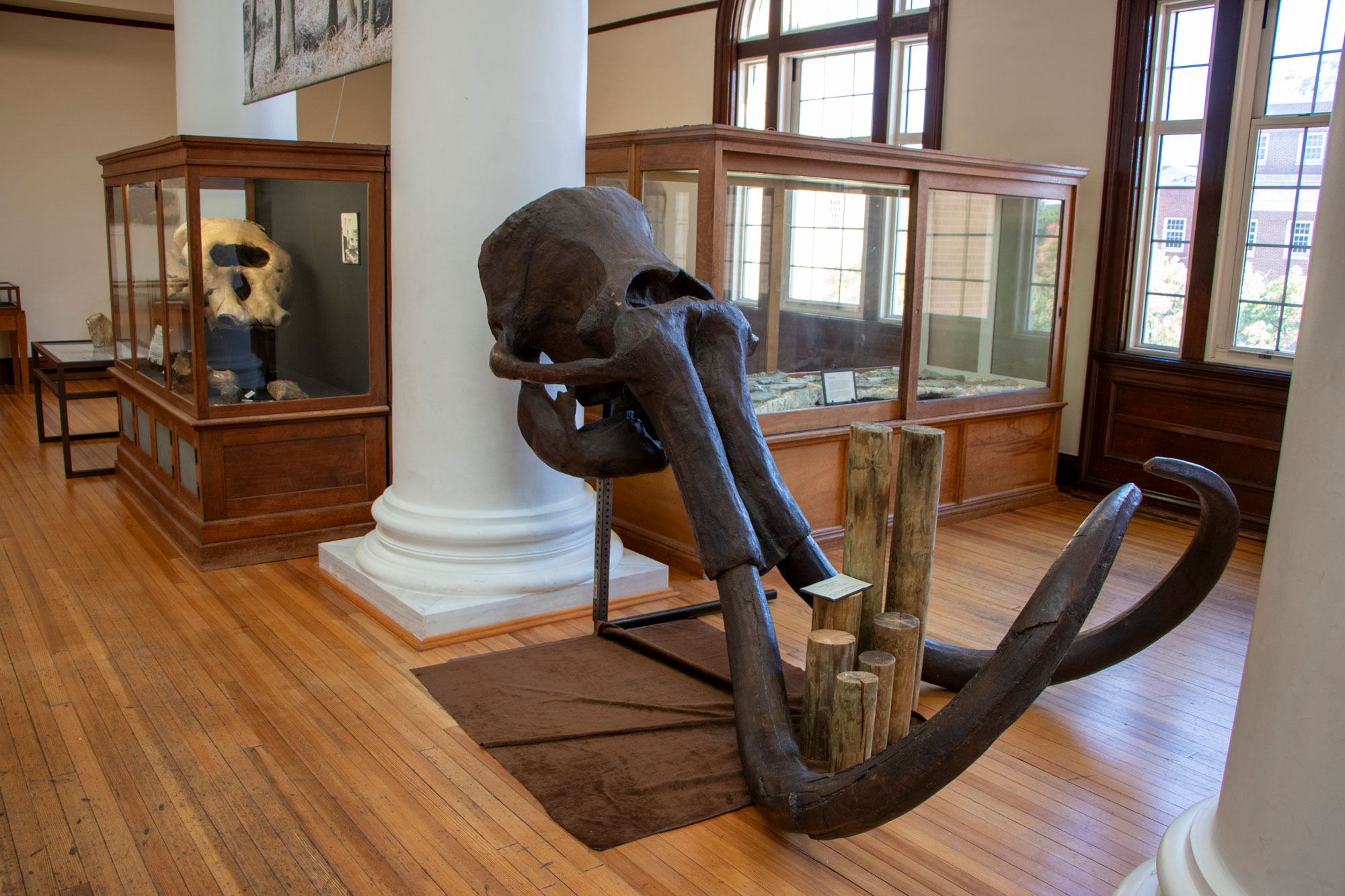 mammoth skull replica on display in the Smith Hall Grand Gallery