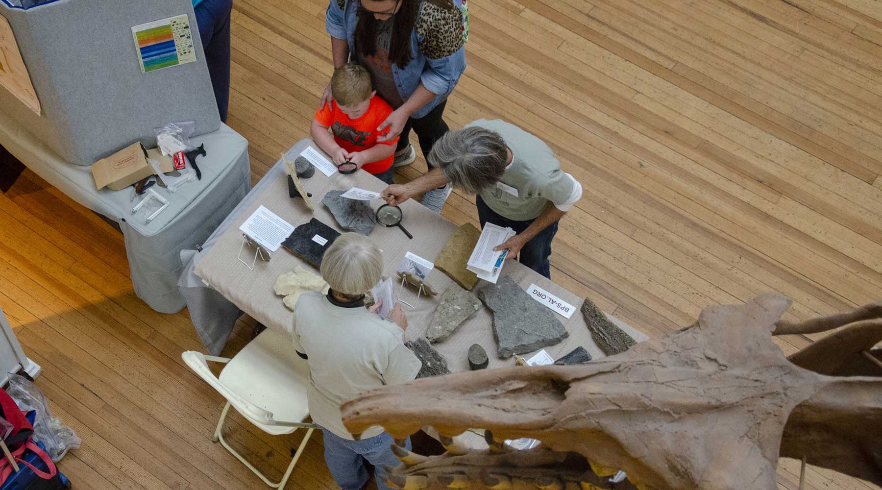 Fossil Day at the Alabama Museum of Natural History