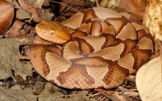 A copperhead snake coiled on a bed of dry leaves and twigs, showcasing its distinctive reddish-brown, patterned scales.